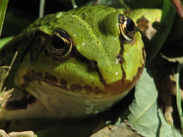 L�chelnder Teichfrosch