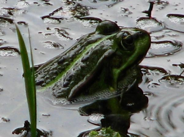 Teichfrosch