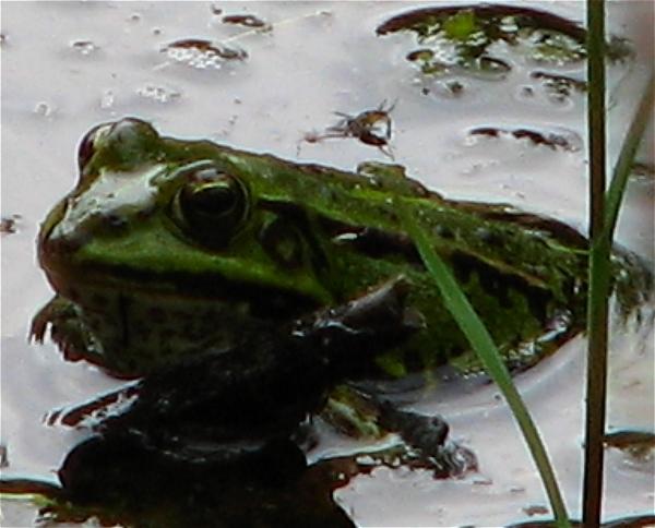 Teichfrosch