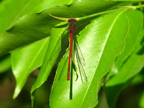 Fr�he Adonislibelle M�nnchen