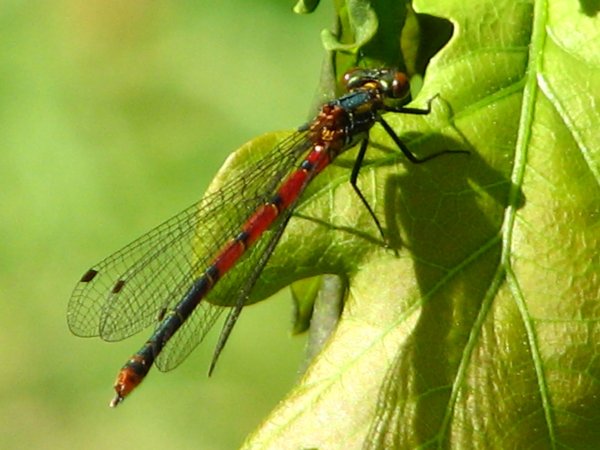 Fr�he Adonislibelle Weibchen