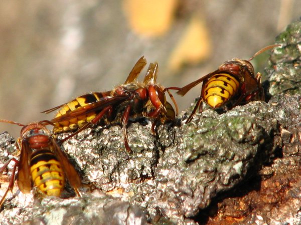 Hornissen bei der Arbeit
