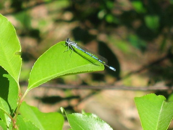 Hufeisen-Azurjungfer