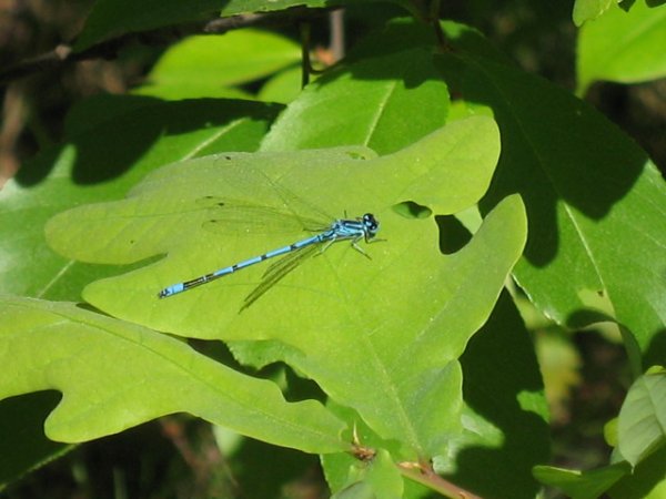 Hufeisen-Azurjungfer