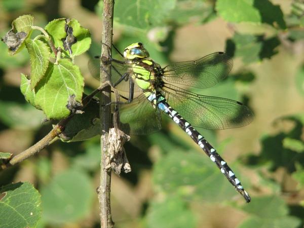 Gro�e K�nigslibelle