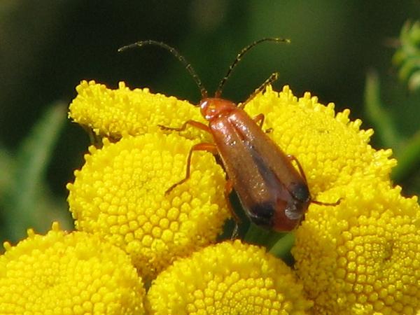 Rotgelber Weichk�fer