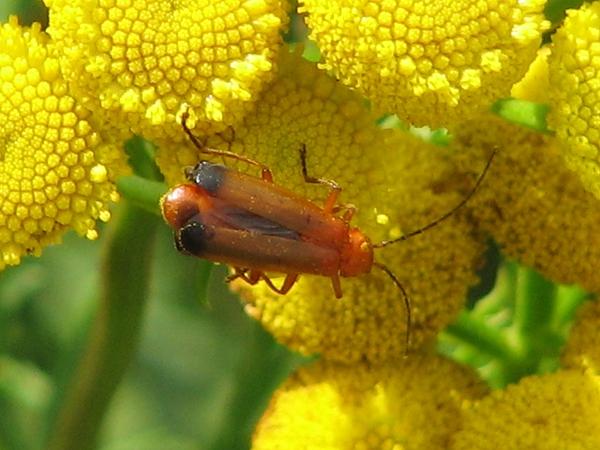 Rotgelber Weichk�fer