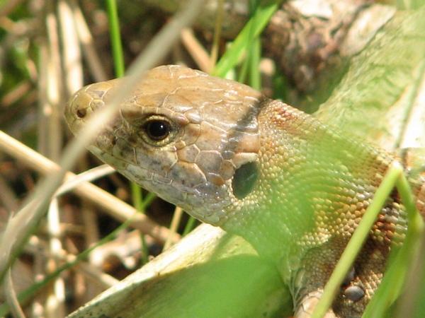 Diese Eidechse hat Zecken