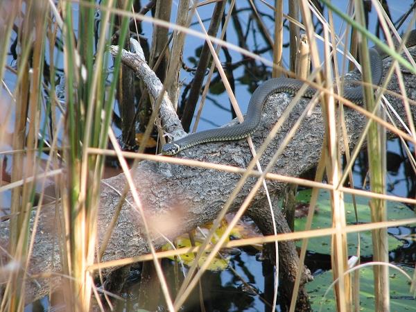 Ringelnatter beim sonnen