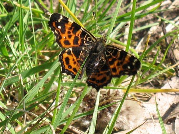 Landk�rtchen Fr�hlingsform