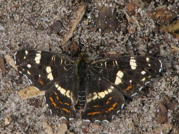 Landk�rtchen Sommerform