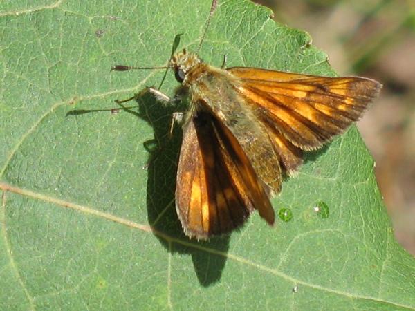 Rostfarbener Dickkopffalter