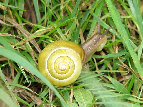 Schnecke