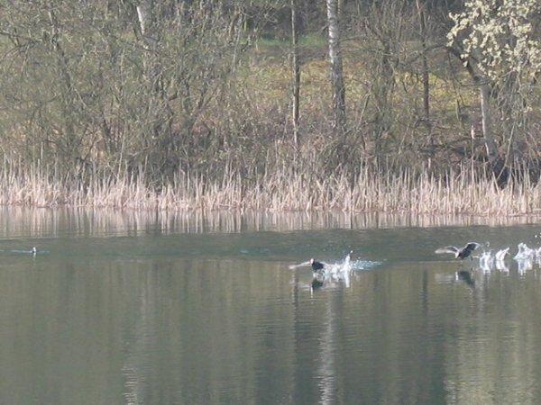 Bl�sh�hner bei der Revierverteidigung