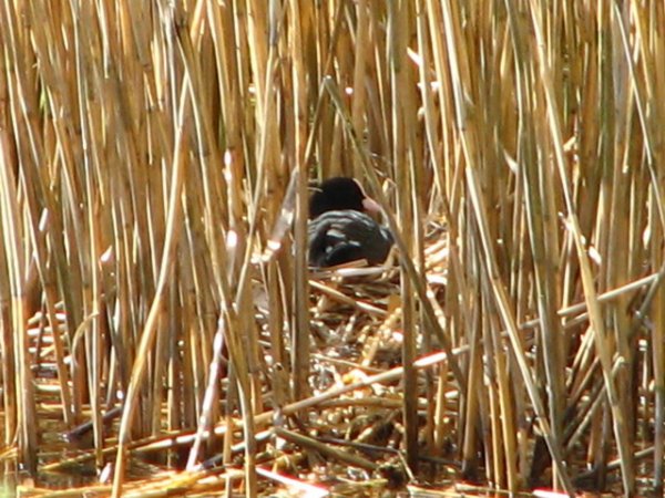 Bl�shuhn beim Br�ten