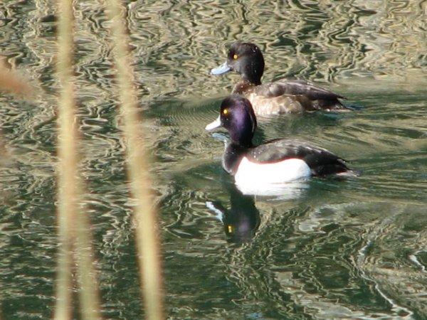 Reiherentenp�rchen